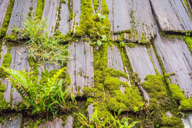 Green moss background texture beautiful in nature