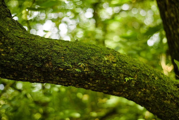 Green moss background texture