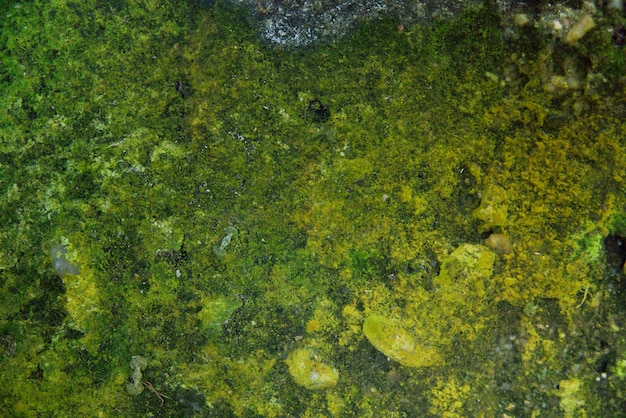 green moss background