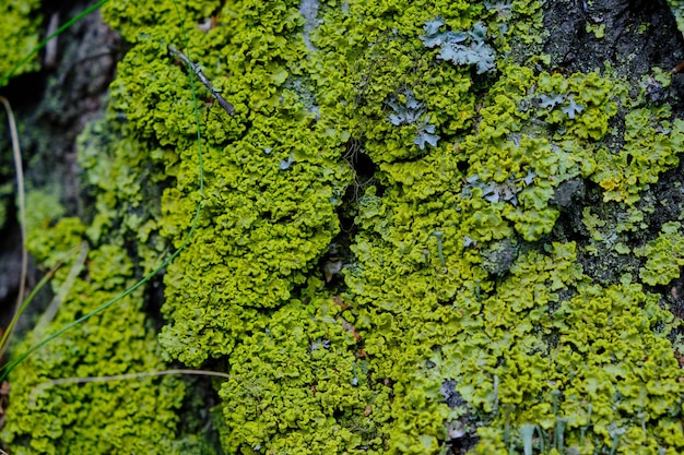 Foto muschio verde sul primo piano dell'albero della corteccia