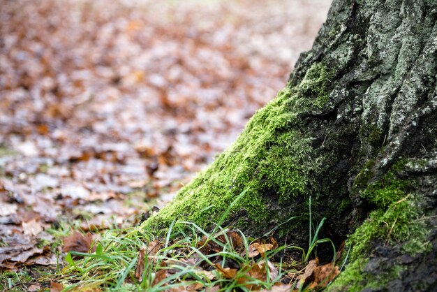 Green moss on the base of the trunk of an old tree