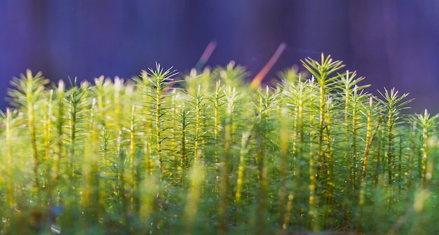 녹색 이끼 클로즈업입니다. Kukushkin 아마 일반 또는 Polytrichum 일반 .