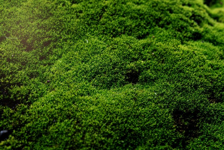 Green moss on concrete floor background texture