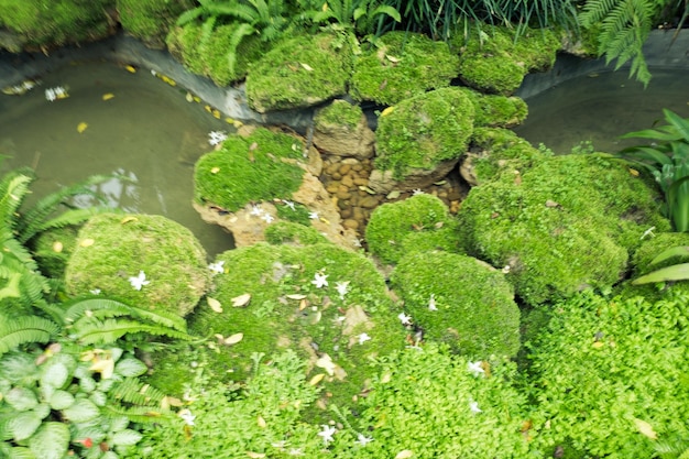 Зеленый мох покрывает камни и пол в лесу