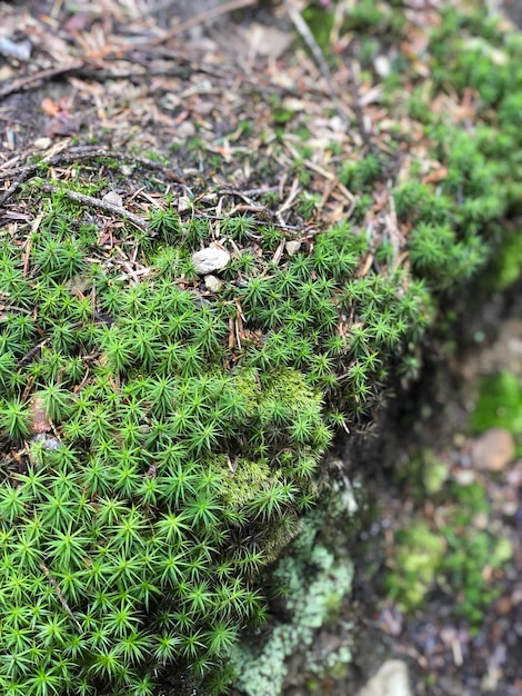 Green Moss in Dark Forest