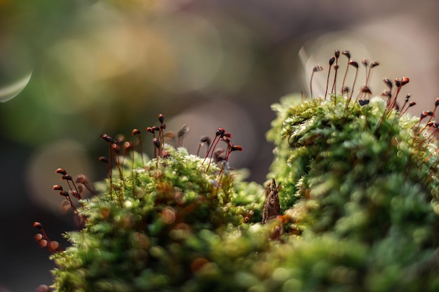 Green moss in forest