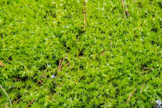 Green moss in the forest.