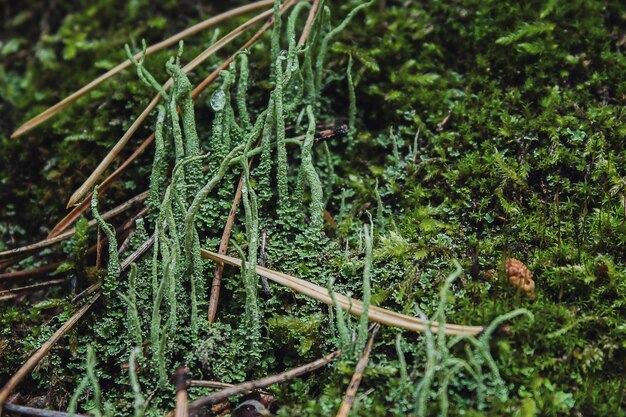 Green moss on the ground after rain