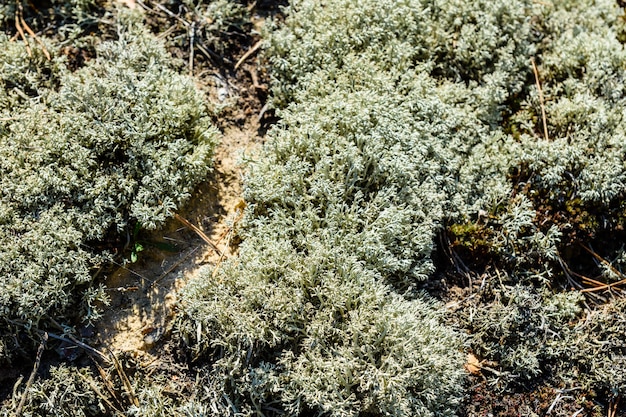 Green moss on the ground in forest