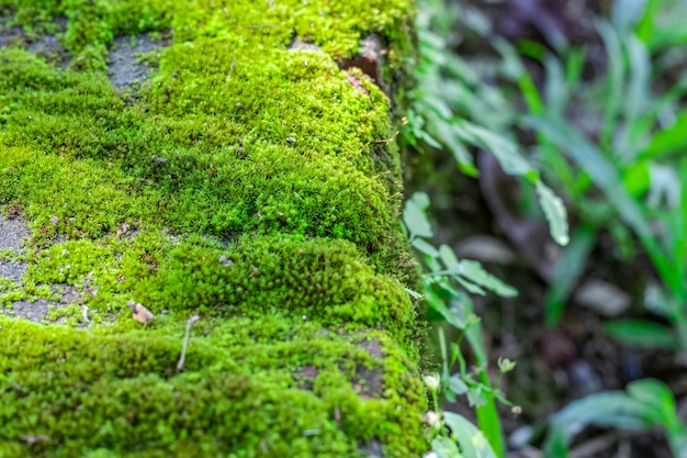 レンガの壁に生えている緑の苔が選択的な焦点でショットをクローズアップ