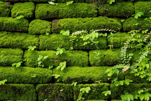 Green muschio che cresce sul vecchio muro di mattoni, evergreen verde muschio nella foresta primitiva che si trova inthanon national park, chiangmai, thailandia