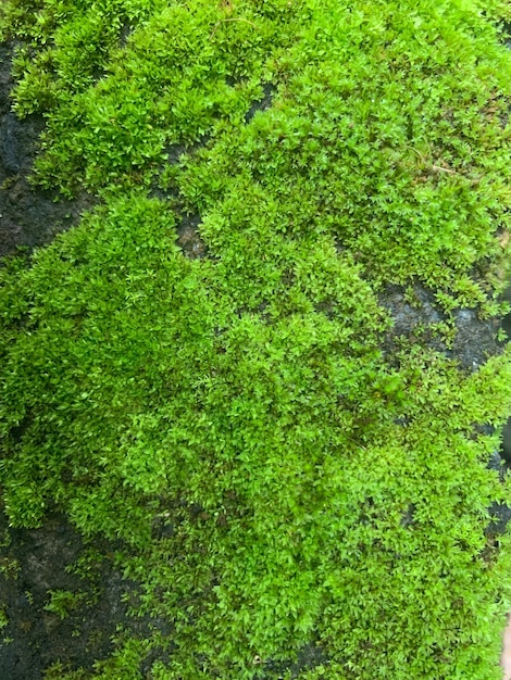 Foto il muschio verde che cresce su una roccia la consistenza dello sfondo naturale