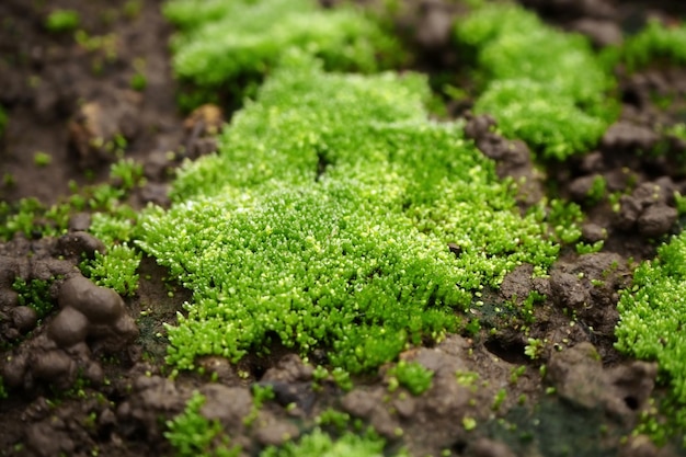 Green moss grows in the ground