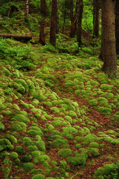 Green moss on hill in forest