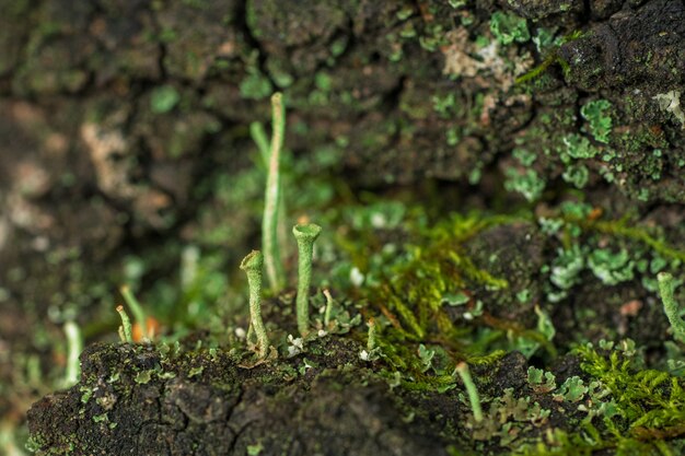 Green moss and lichen grows on a tree trunk close-up.