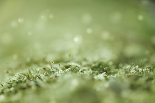 Green moss macro natural background with buds in the spring forest seasonal new life eco concept