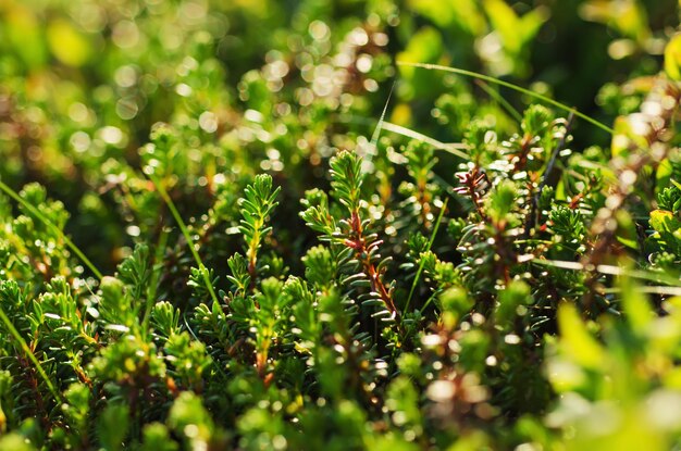 Green moss macro