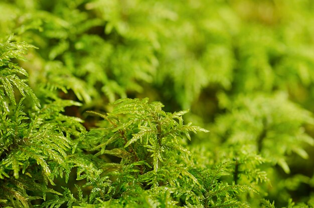 Green moss macro