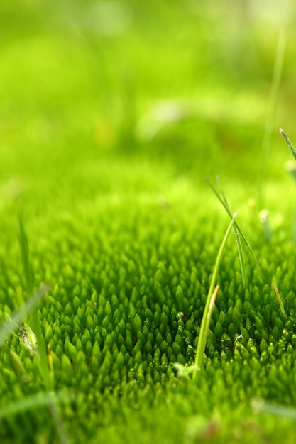 Green moss in muddy field Background