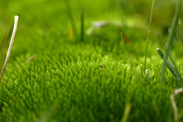 Green moss in muddy field Background