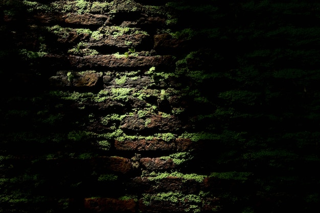 Зеленый мох на старой кирпичной стене