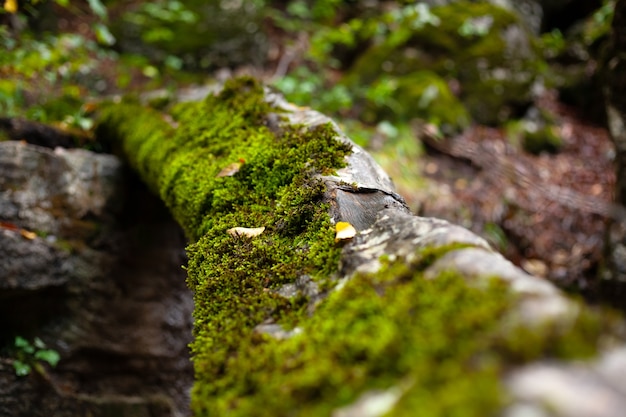 green moss on an old fallen log