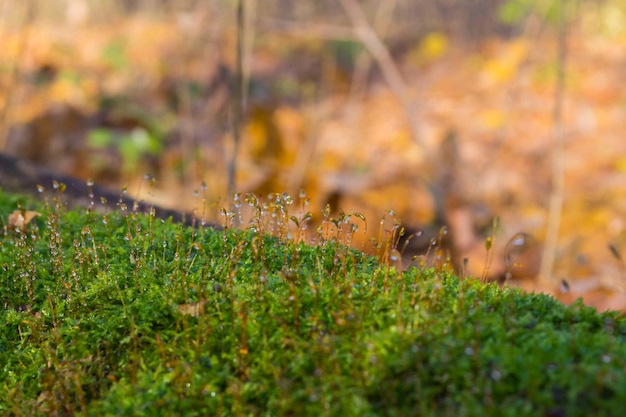 Photo green moss on an old fallen tree in the forest