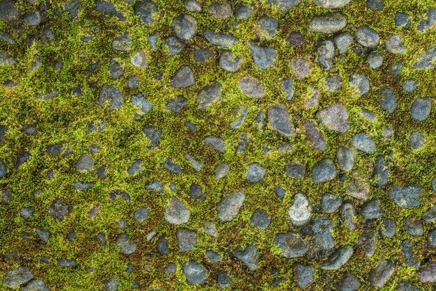 Green moss on an old stone road. Abstract background of rough stones in the moss on the road.