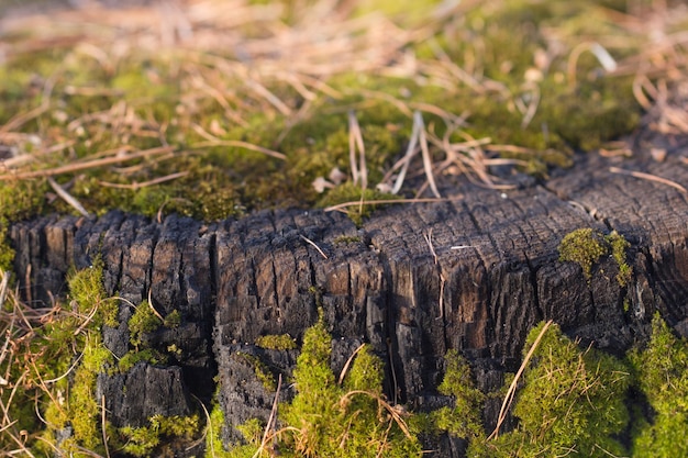 Green moss on an old tree saw cut A burnt stump from a tree covered with moss on a sunny day