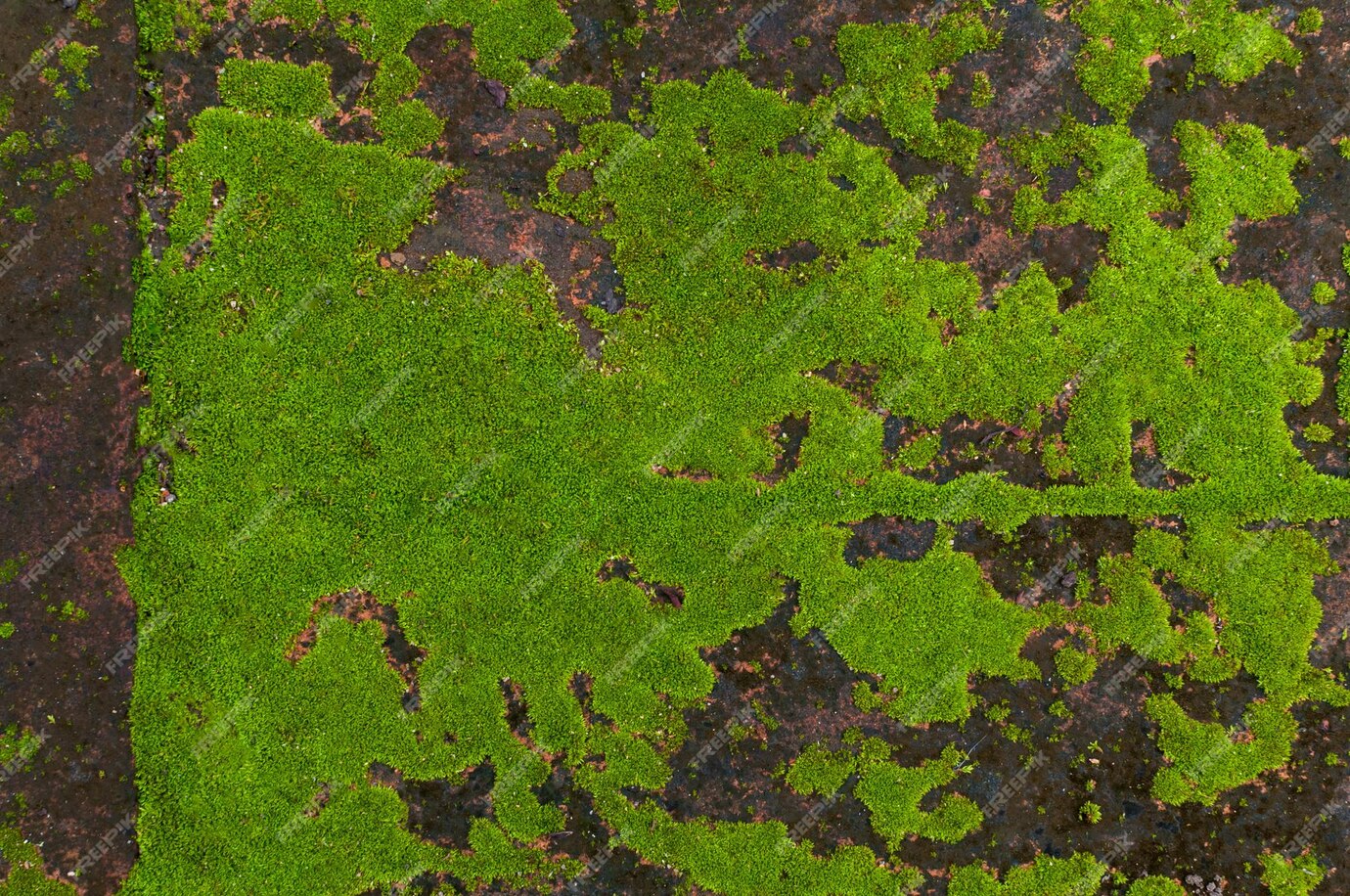 Premium Photo | Green moss on old wall moss on the wallcloseup of moss