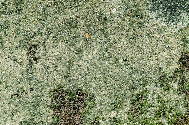 Фото Зеленый мох на цементной стене
