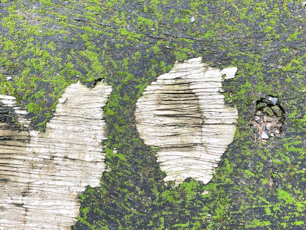 写真 石の壁に緑の苔