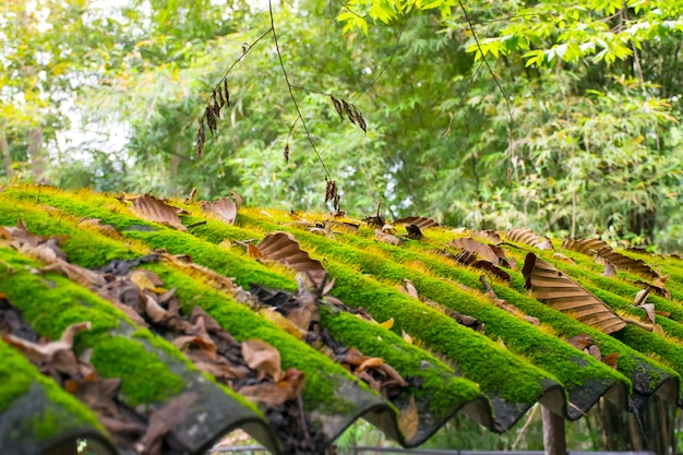 Green moss on roof