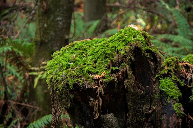 Il muschio verde su un tronco d'albero in decomposizione nella foresta