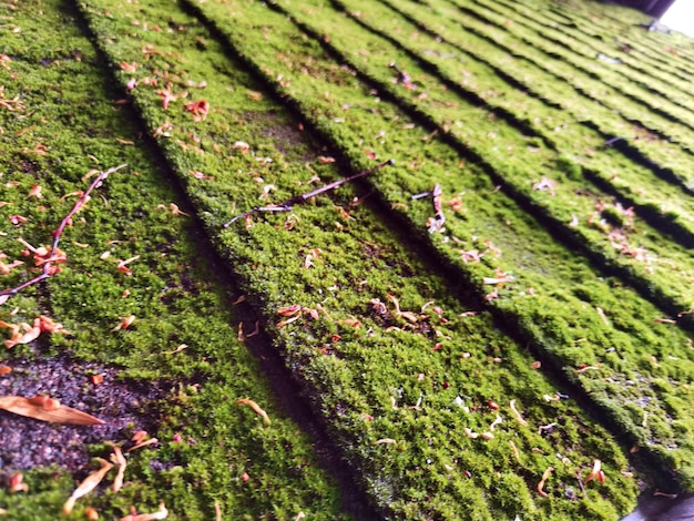 Зеленый мох Макросъемка с селективным фокусом с мелкой глубиной резкости