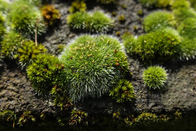 Photo green moss on a stone closeup nature background