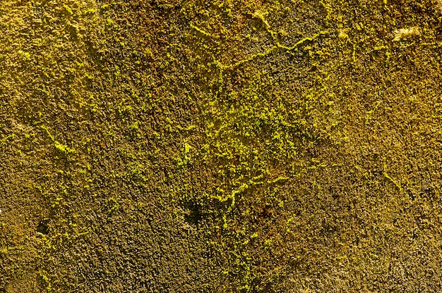 Green moss on the stone for natural background