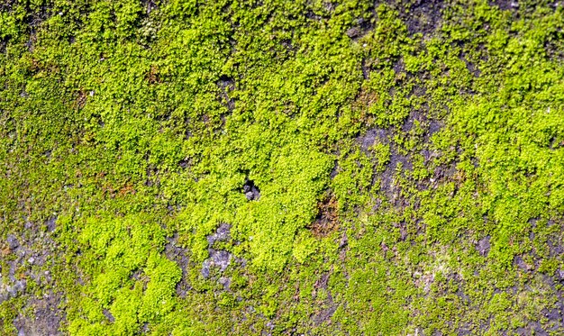 Muschio verde sulla pietra a fuoco poco profondo sfondo del computer