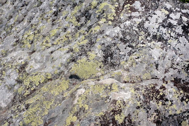 Зеленый мох на фоне текстуры камня.