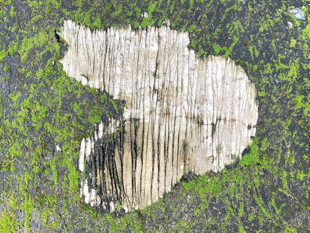 Green moss on stone wall