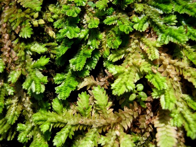 Photo green moss on the stone