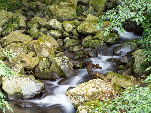 Зеленый мох на камнях на реке в очень зеленом лесу с небольшим водопадом