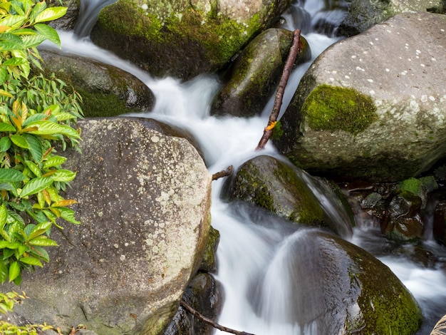 Muschio verde su pietre su un fiume nella foresta molto verde con una piccola cascata