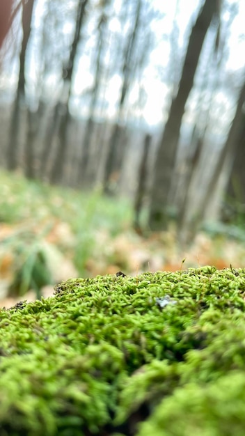 Green moss on a stump in the forest