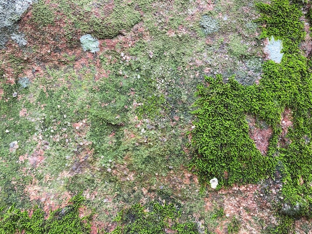 写真 緑の苔のテクスチャと背景