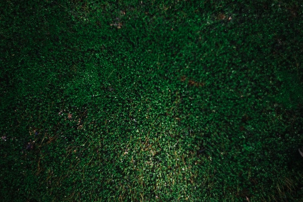 Photo green moss texture, background with copy space