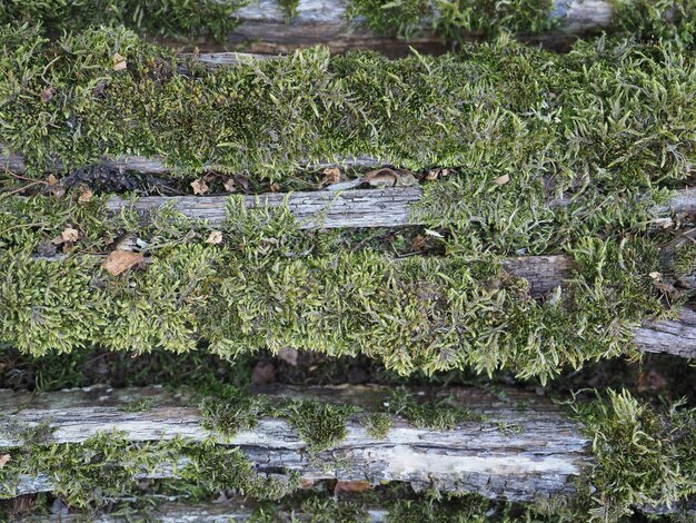 緑の苔テクスチャ背景