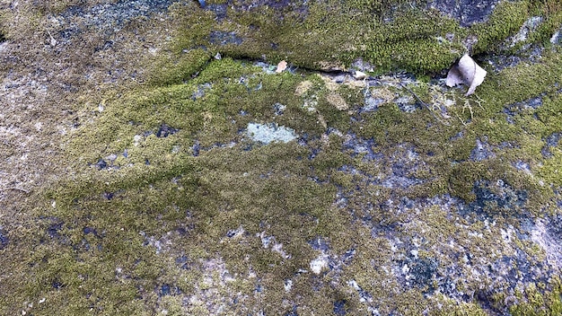 緑の苔のテクスチャと背景