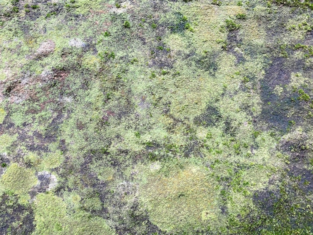 緑の苔のテクスチャと背景