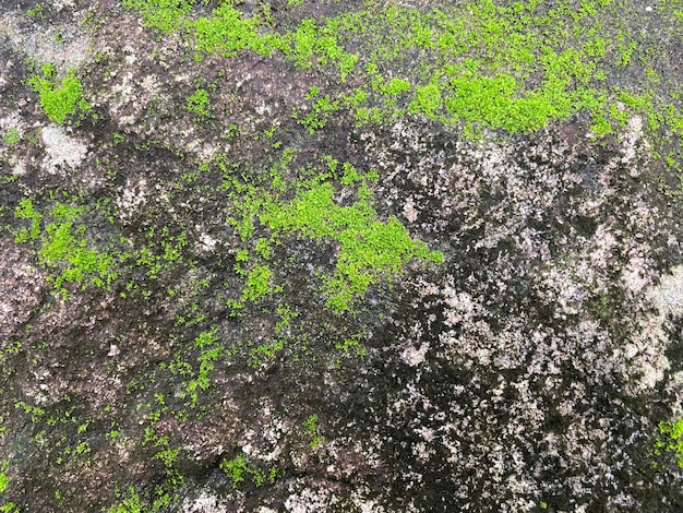 Photo green moss texture and background